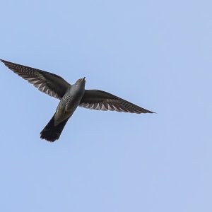 Kuckuck...... Roland Winkler