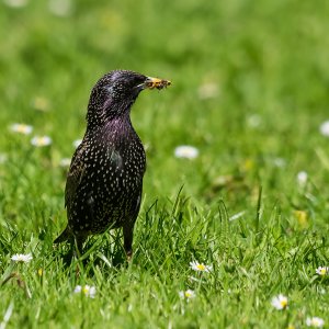 Star...... Roland Winkler