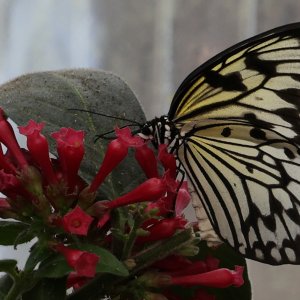 Schachbrettfalter...... Sabine Schröder