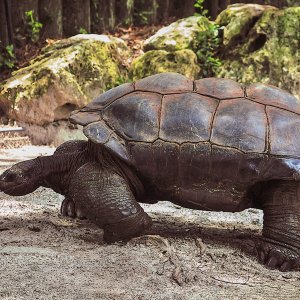 Schildkröte...... Irene Upadek