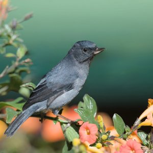 Slaty...... Heike Wackermann