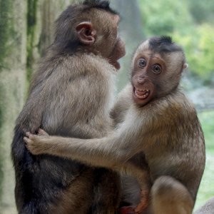 Makaken Zoo Münster...... Martina Benning