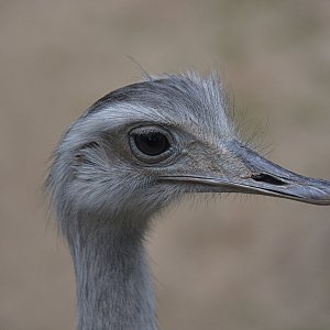 Strauss...... Ulrich Marzinkewitz-Maar