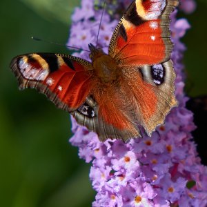 Tagpfauenauge...... Werner Schuffenhauer