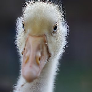 Gänseküken...... Martina Benning