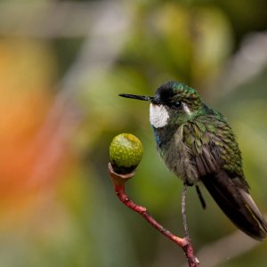 Vocano...... Heike Wakermann