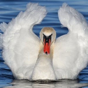 Schwan...... Wolfgang Rauchfleisch