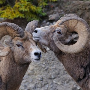 Dickhornschafe...... Wolfgang Rauchfleisch