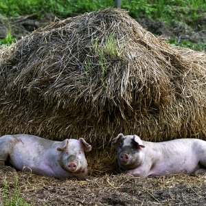 Schweinerei...... Wolfgang Rauchfleisch