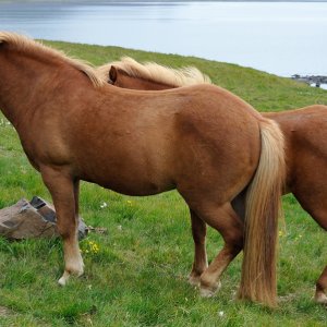 Genkopie...... Wolfgang Rauchfleisch