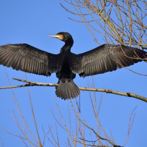Komoran...... Wolfgang Rauchfleisch