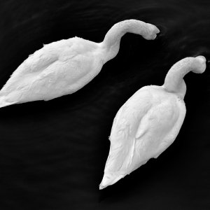 Schwäne...... Wolfgang Rauchfleisch