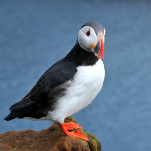 Papageientaucher...... Wolfgang Rauchfleisch