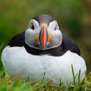 Papageientaucher...... Wolfgang Rauchfleisch