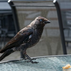 Dohle Resteverwerter...... Wolfgang Rauchfleisch