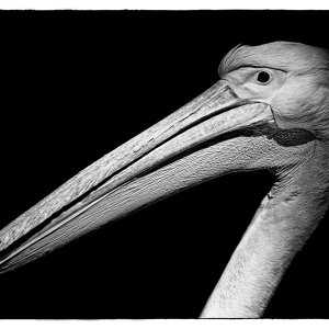 Pelikan...... Wolfgang Rauchfleisch