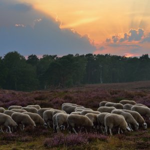 Heidschnucken...... Wolfgang Rauchfleisch