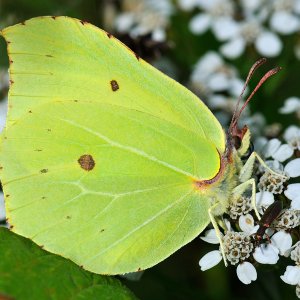 Zitronenfalter...... Wolfgang Rauchfleisch