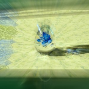 Glas...... Wolfgang Rauchfleisch