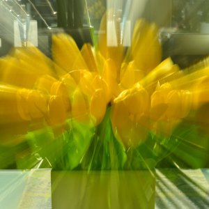 Tulpen...... Wolfgang Rauchfleisch