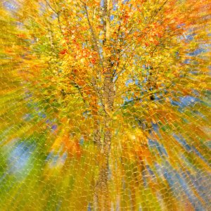 Strauc...... Wolfgang Rauchfleisch