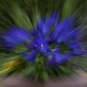 Hornveilchen...... Roland Winkler